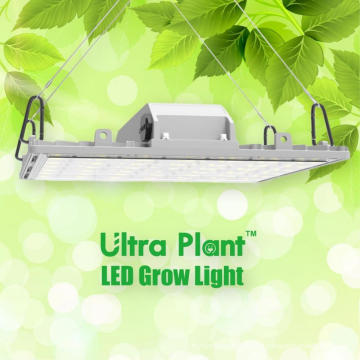 Luz de planta LED de color rojo oscuro de 660nm para interiores